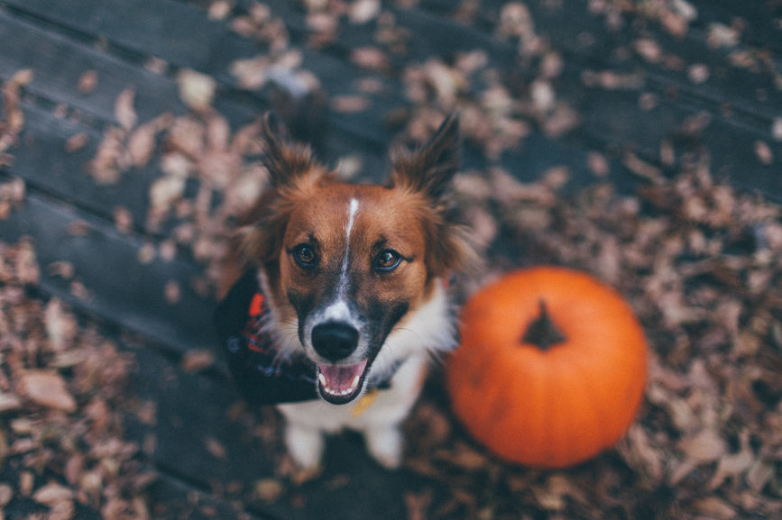 Pump Up the Pumpkin for Pet Digestive Health by Chuck & Don’s