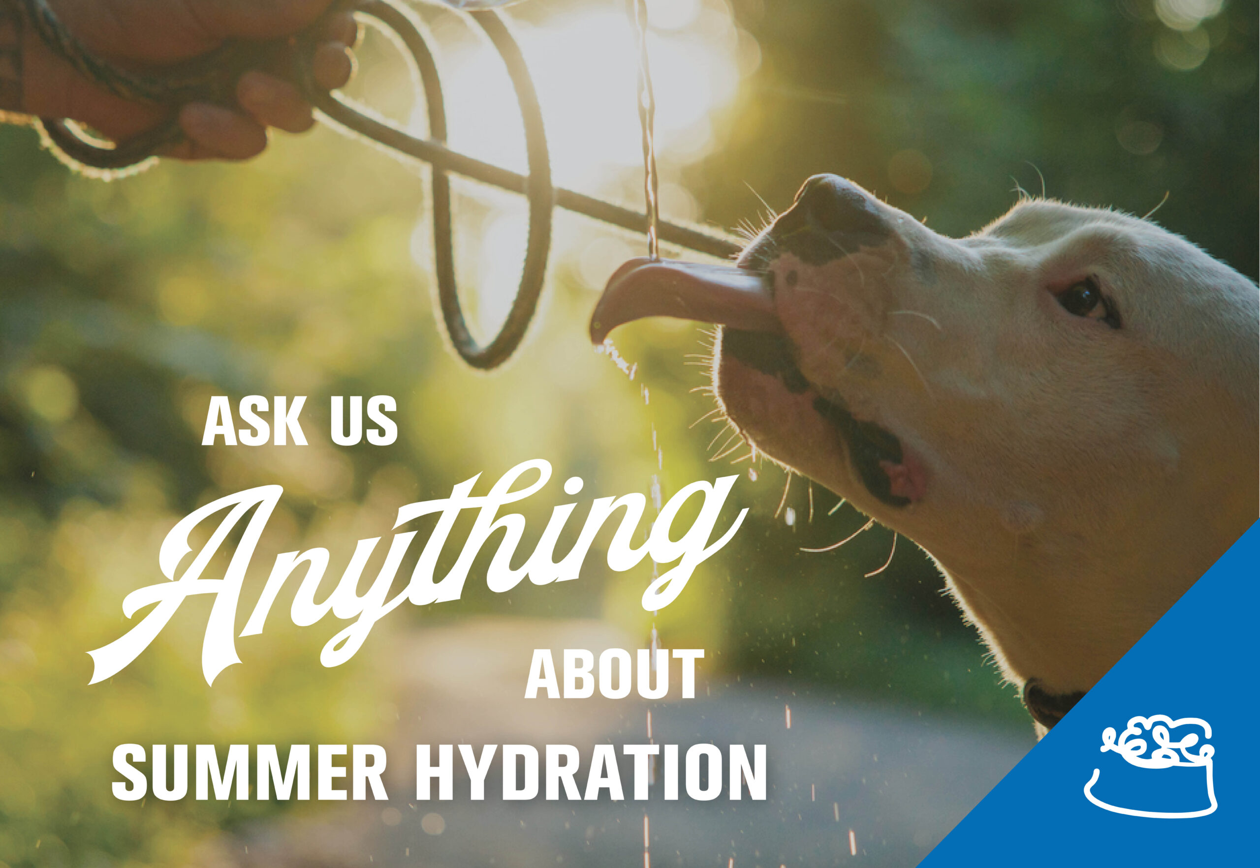 HOW DO I KEEP MY DOG OR CAT HYDRATED IN HOT WEATHER?