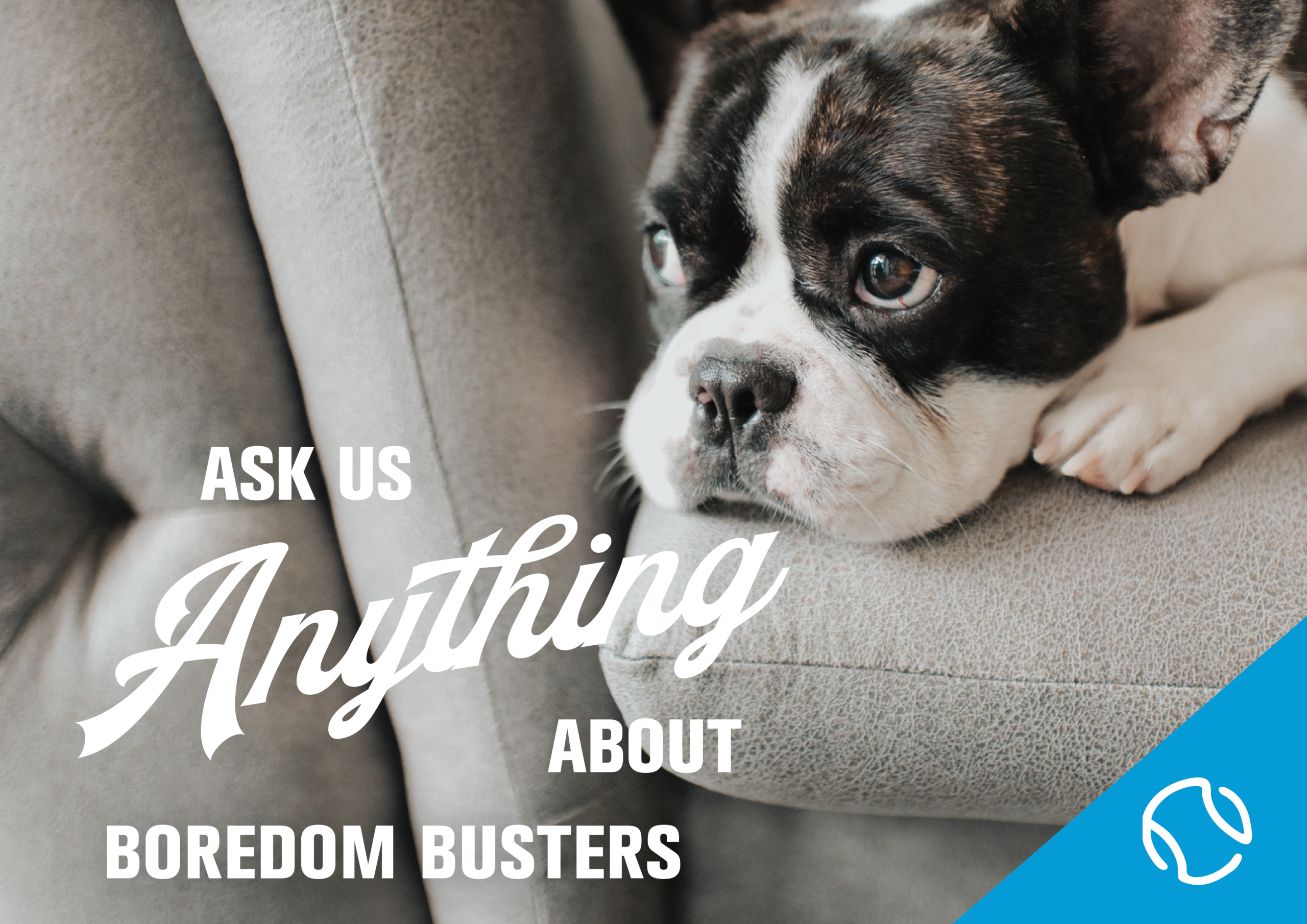 HOW DO I KEEP MY DOG OR CAT ENTERTAINED WHILE I’M BUSY?