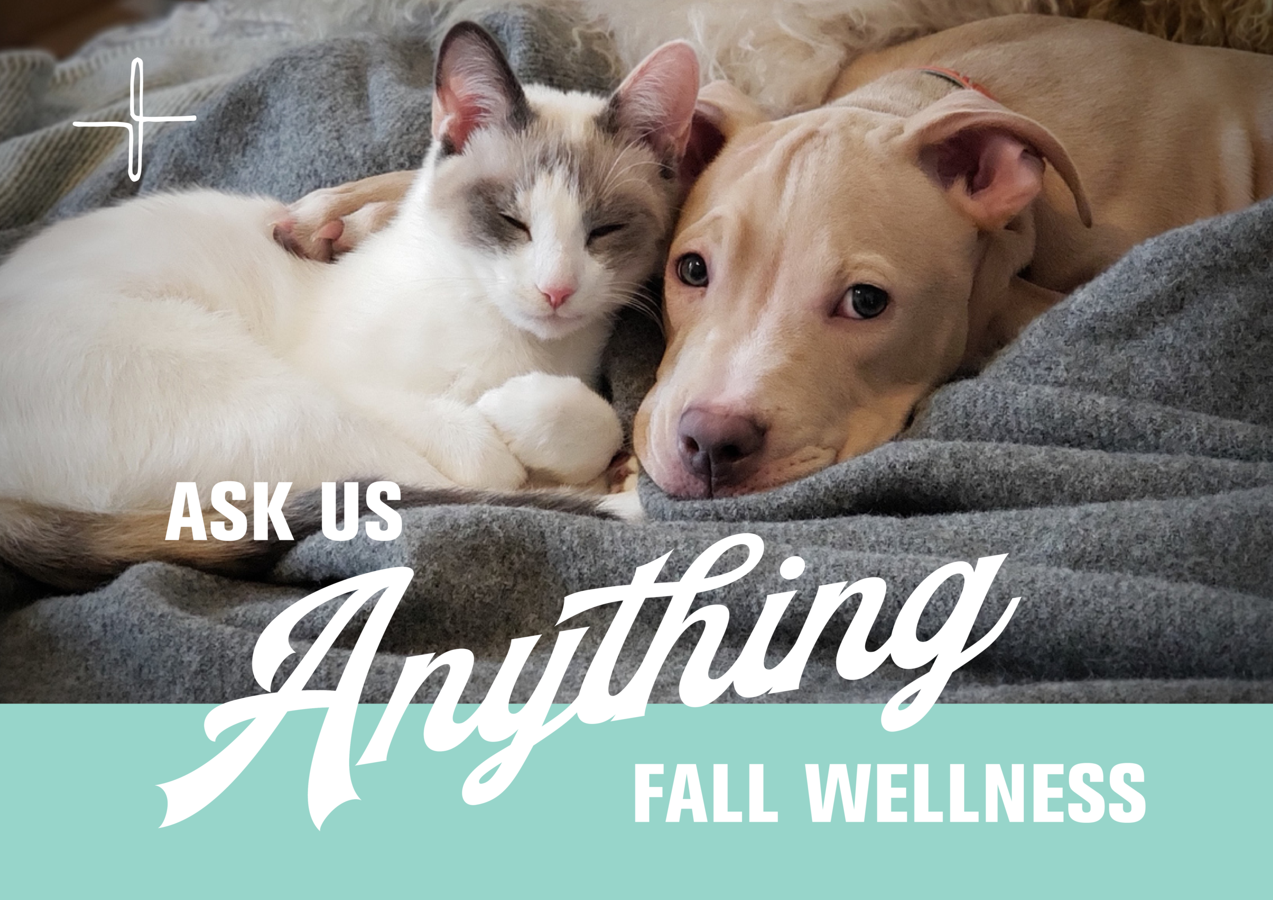 HOW DO I KEEP MY DOG OR CAT SAFE & COZY THIS FALL?